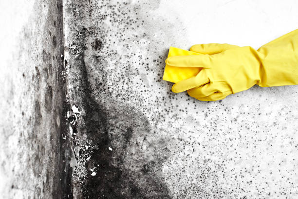 Attic Mold Removal in Laguna Hills, CA