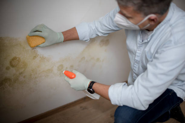 Mold Removal Process in Laguna Hills, CA