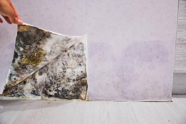 Mold Testing and Removal in Laguna Hills, CA
